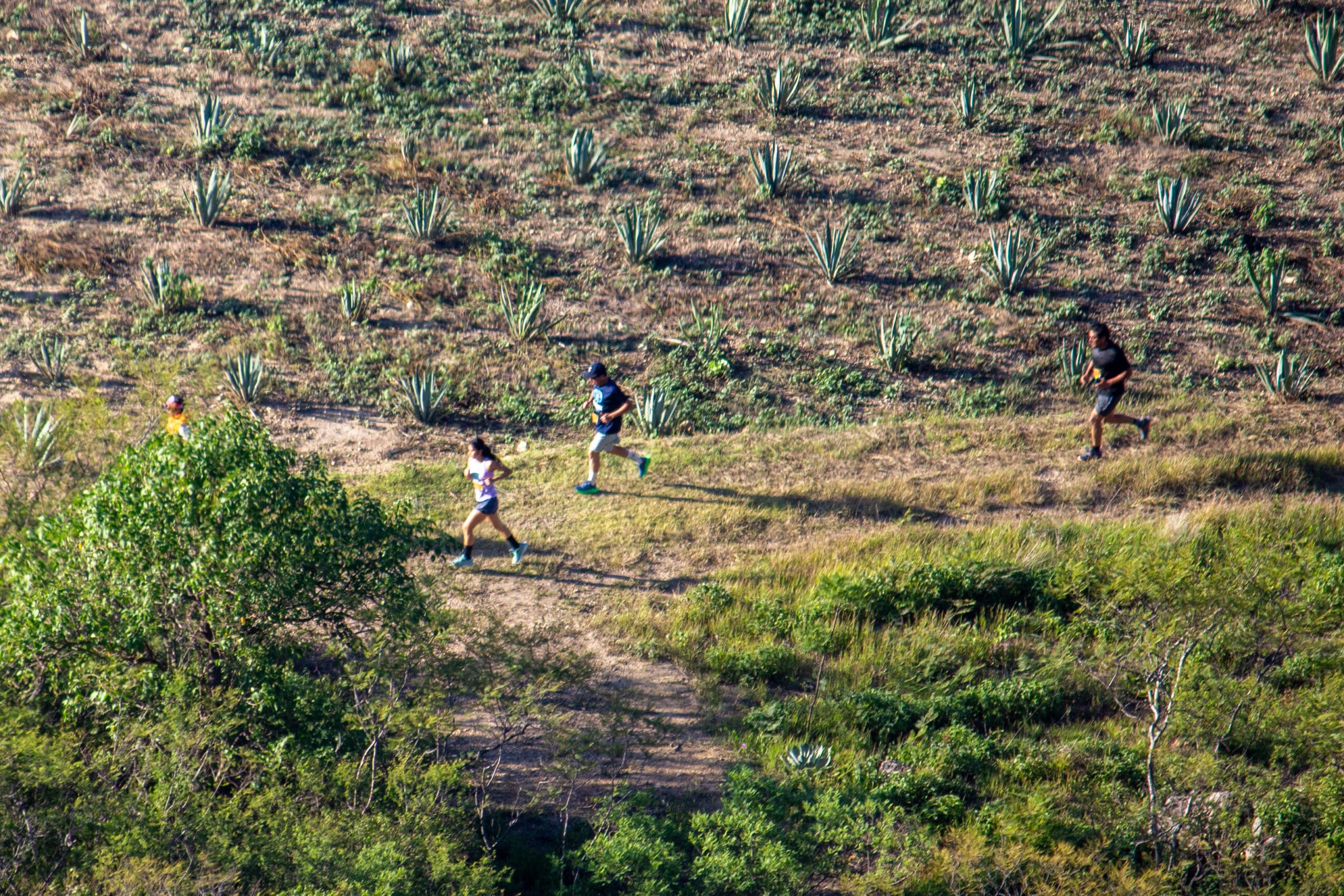 Cuatro corredores avanzan por un camino de tierra entre hileras de agaves cerca de Magdalena Apazco.
